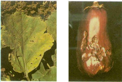 Patlıcan yaprak ve meyvesinde erken yaprak yanıklığı belirtileri.